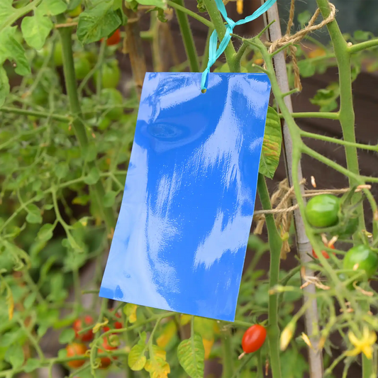 Blue Sticky Trap - 10x20cm - 20 Pack