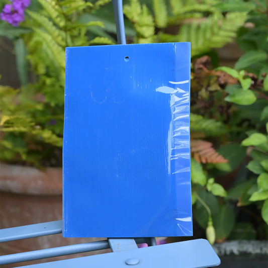 Small Blue Sticky Traps 10 x 15cm - 20 Pack
